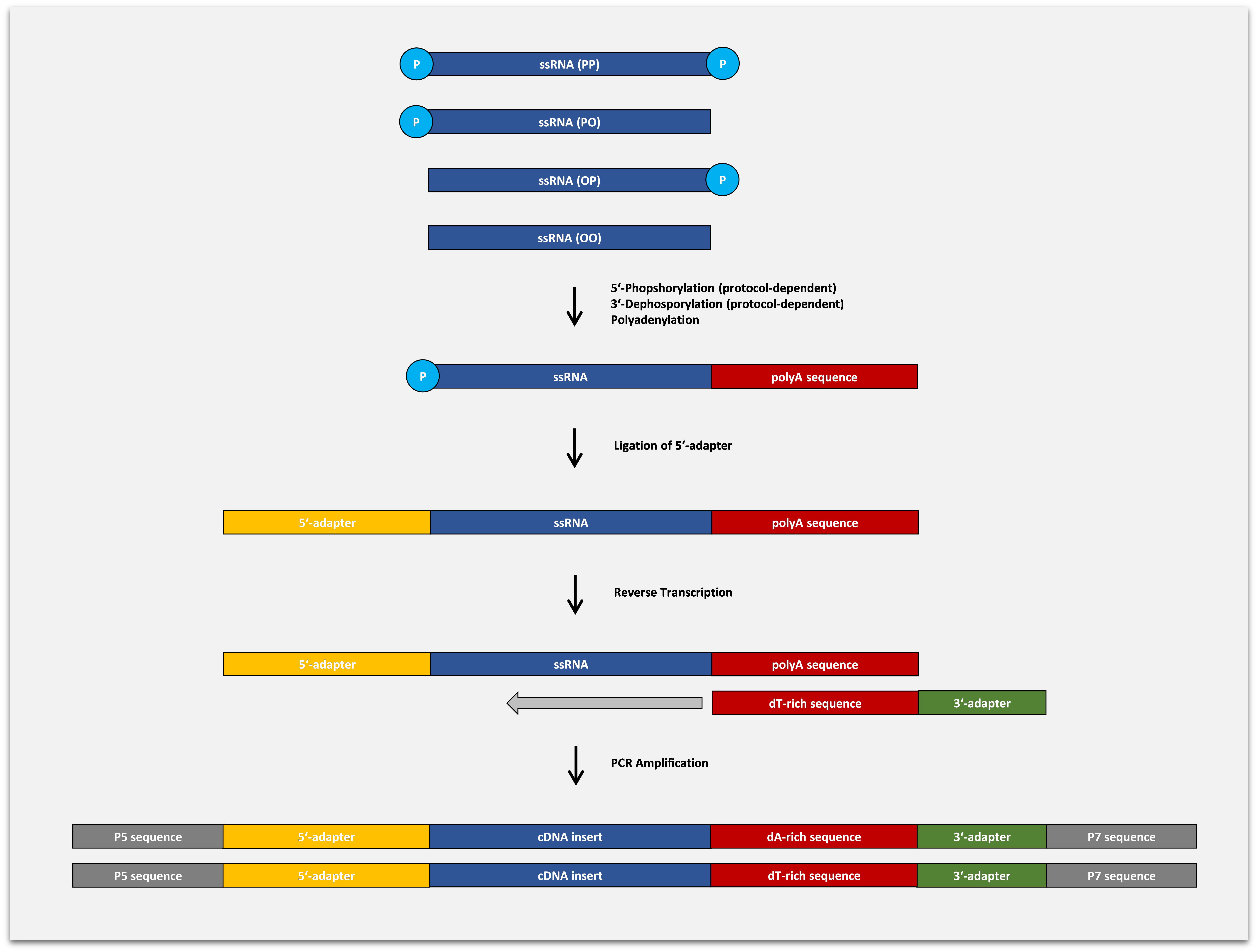 Bioliqx Small Rna Seq Kit Heidelberg Biolabs